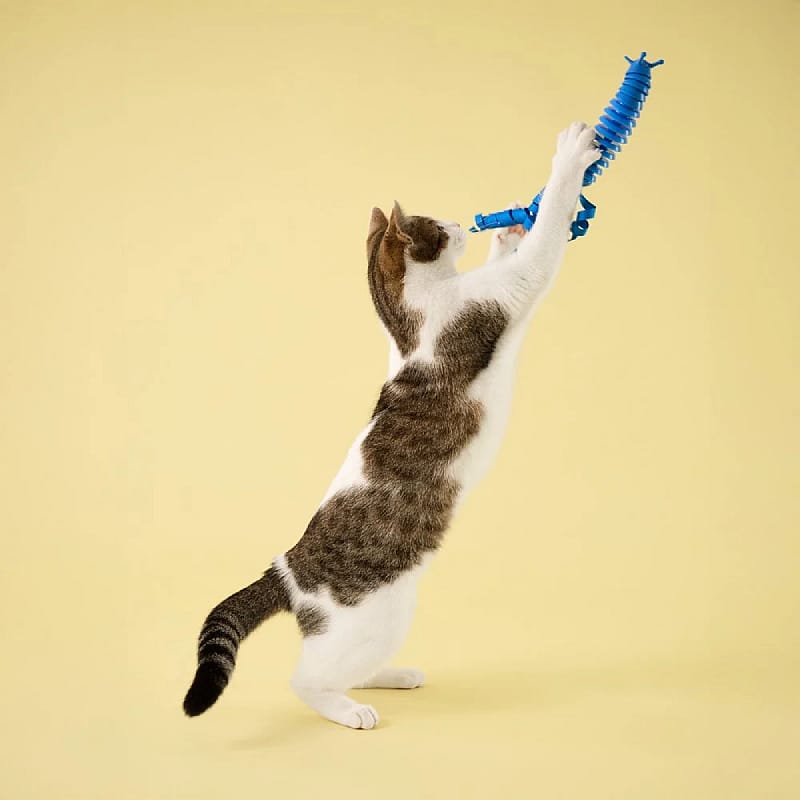 kat, speelgoed, kattenkussen, opspanning, blauw speelgoed