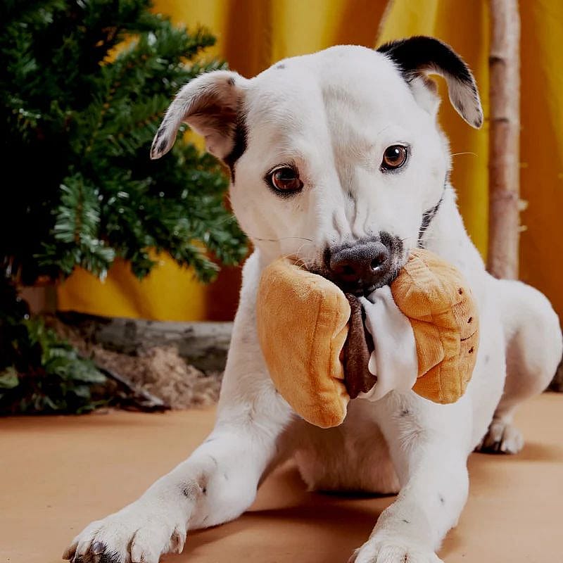 hond, jong, kauw, knuffel, toy
