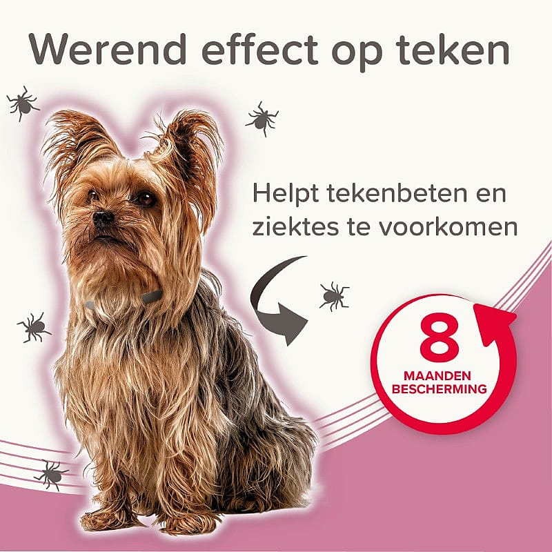 hondenriem, Yorkshire Terrier, hond, halsband, anti-parasietair