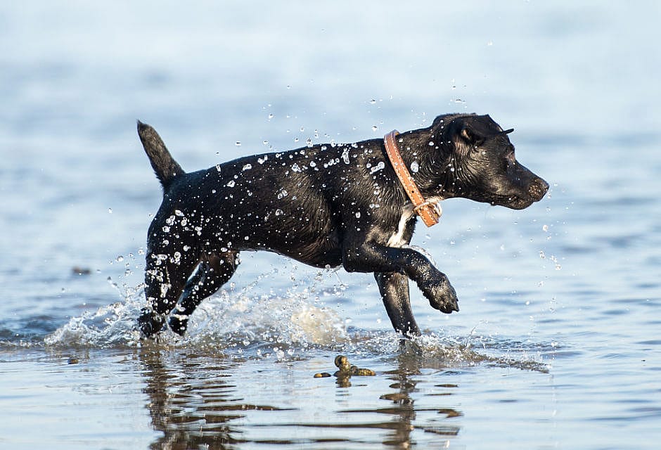 Blaasontsteking hond