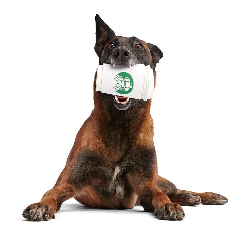 dog, brown, short-haired, pet toy, mouth toy