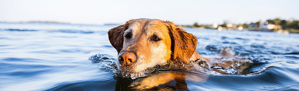 Weten honden altijd hoe ze moeten zwemmen?