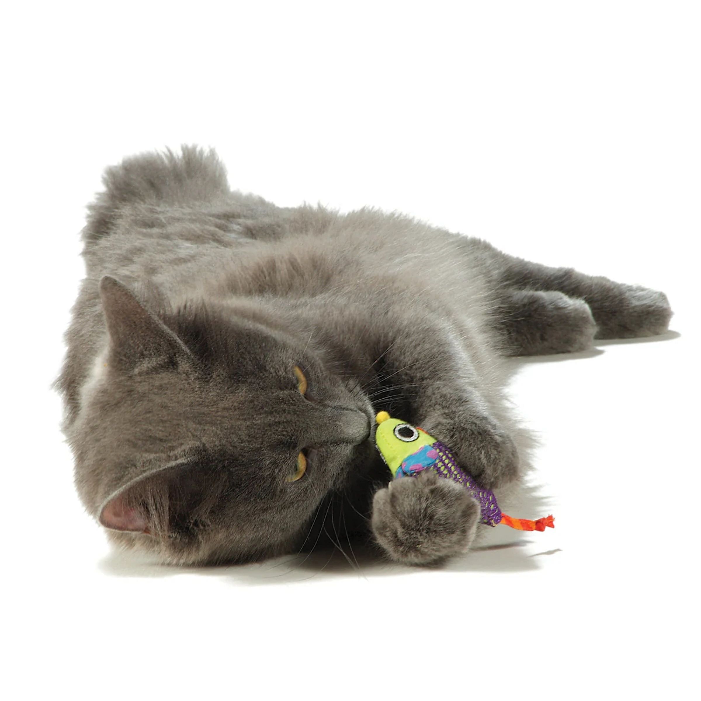 Dier, Kat, Zoogdier, Huisdier, Dier, Kat, Zoogdier, Huisdier, Dier, Kat, Zoogdier, Huisdier, Dier, Kat, Zoogdier, Huisdier