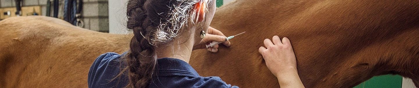 Atypische myopathie paard door esdoorns