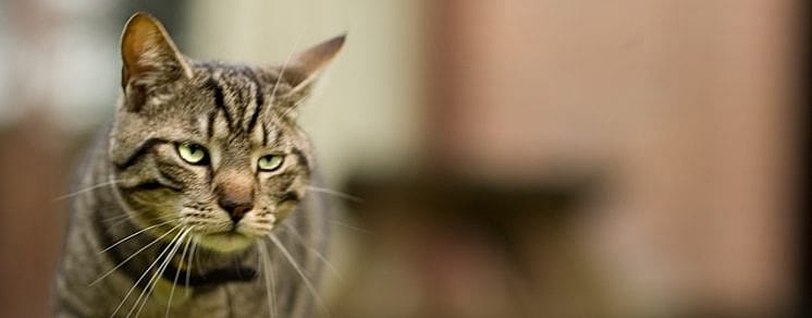 Tumoren en kanker kat