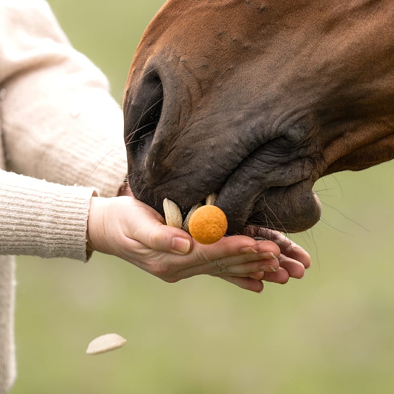 Dierapotheker Paardensnoepjes 5 kg - 10 L emmer