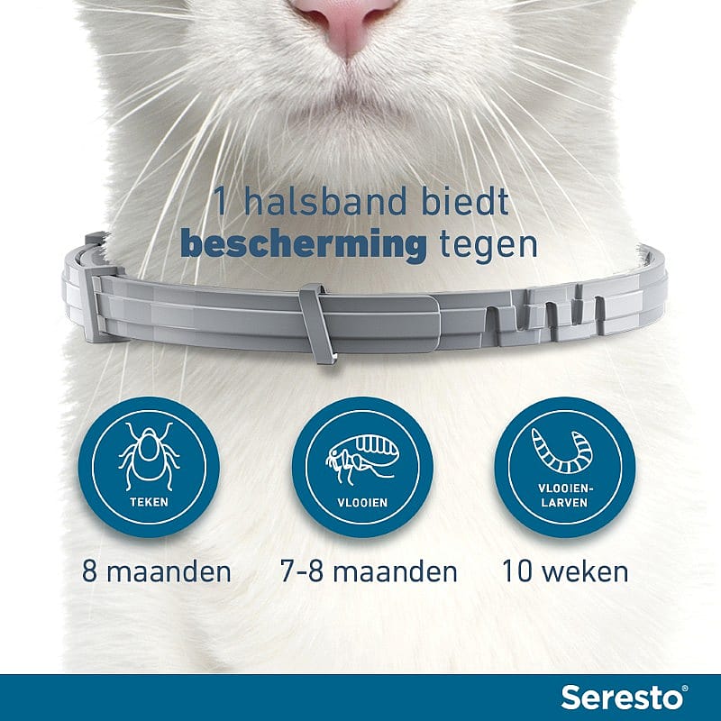 kat, kattenhalsband, halsband, kraag, dierenartsadvies