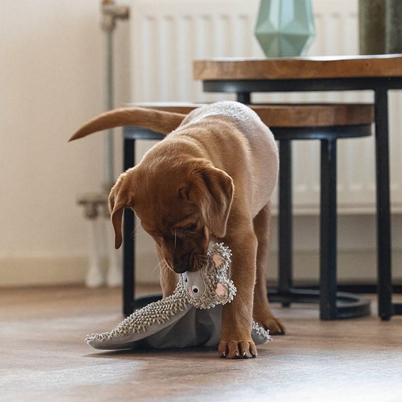 hond, puppy, speelgoed, knuffel, touw, pups, hond, speelgoed, knuffel, kleine hond