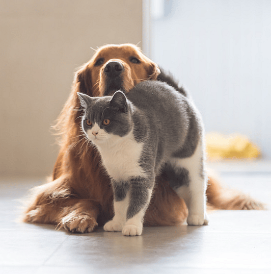2-minuten-check-hond-kat