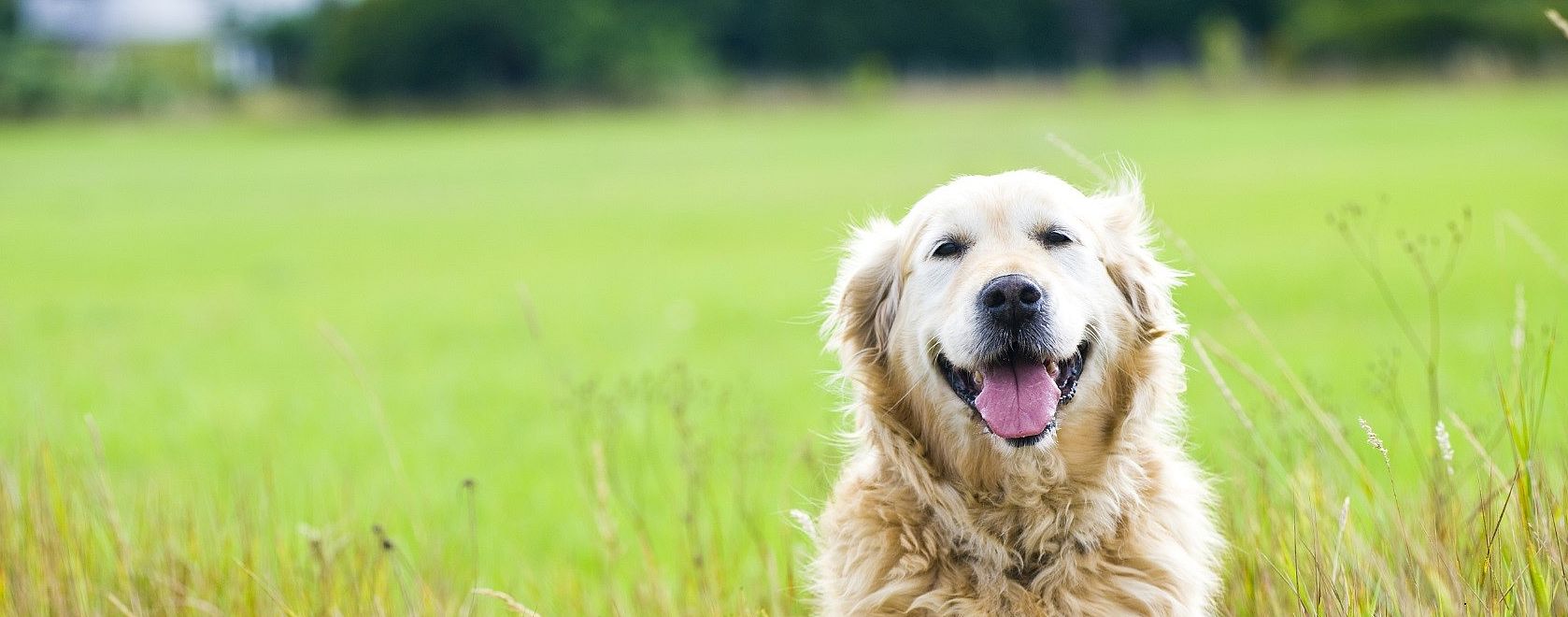 Huisdierenverzekering voor ziektekosten: verstandig of niet?