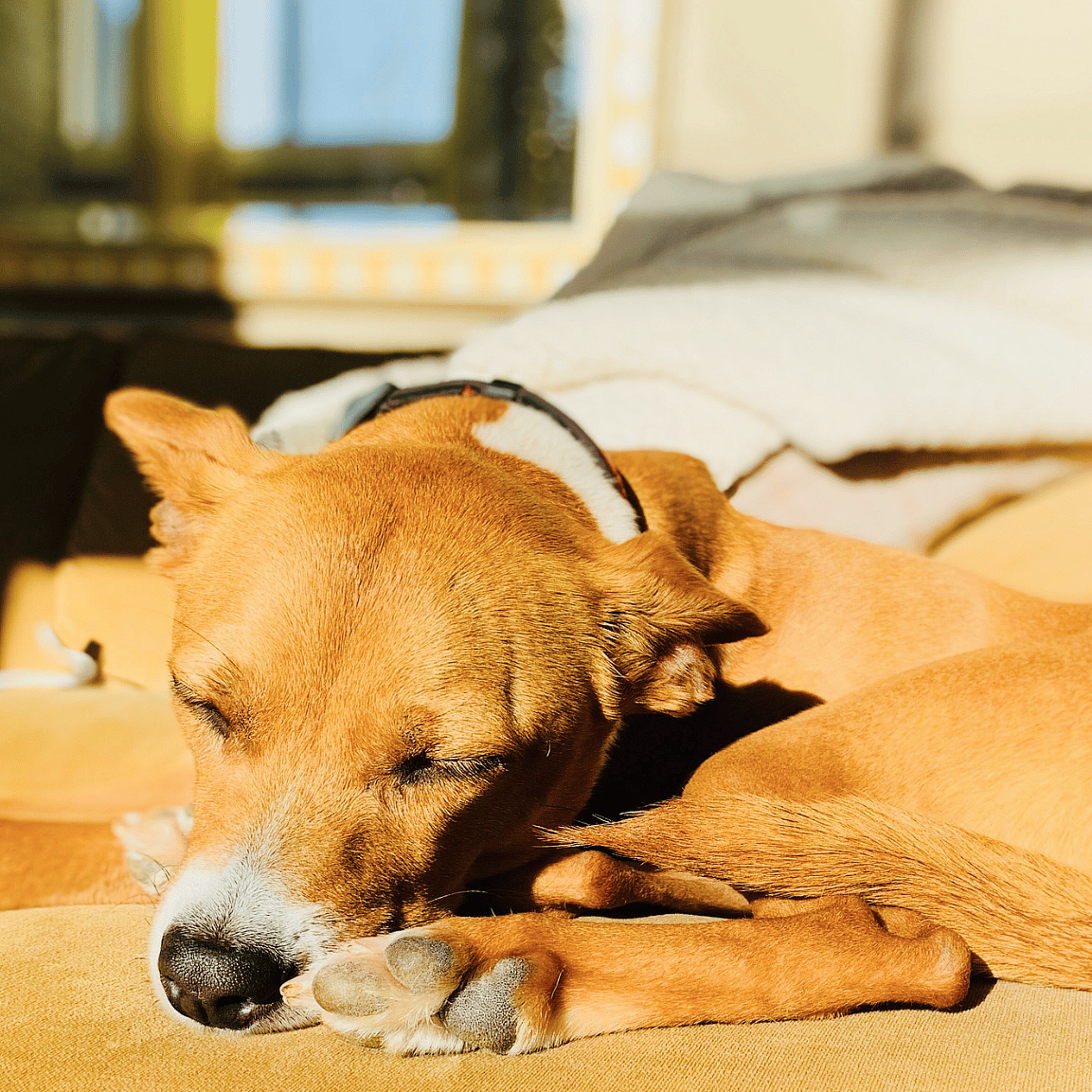 Warmte en hitte bij huisdieren en paarden: wat betekent dit voor voeding, vocht en weerstand?