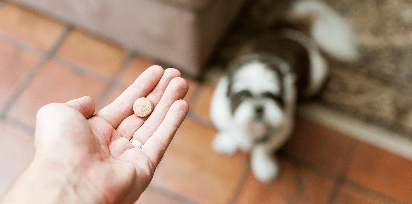 Vitamine B12 bij honden: waarom tabletten vaak de beste keuze zijn