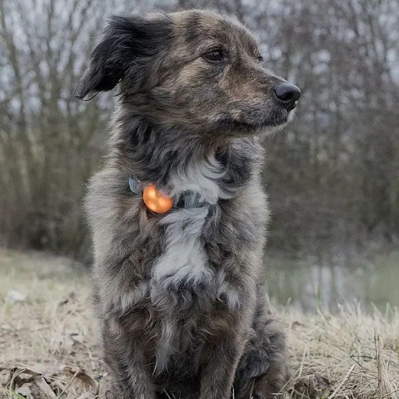 hondenhuid/ vacht, katte-achtige hond, oranje halsband, collie-achtig ras, buitenfoto