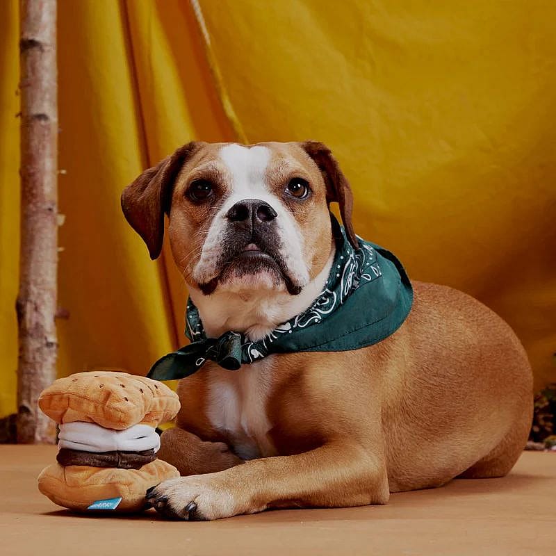 dog, bulldog, bandana, green, toy