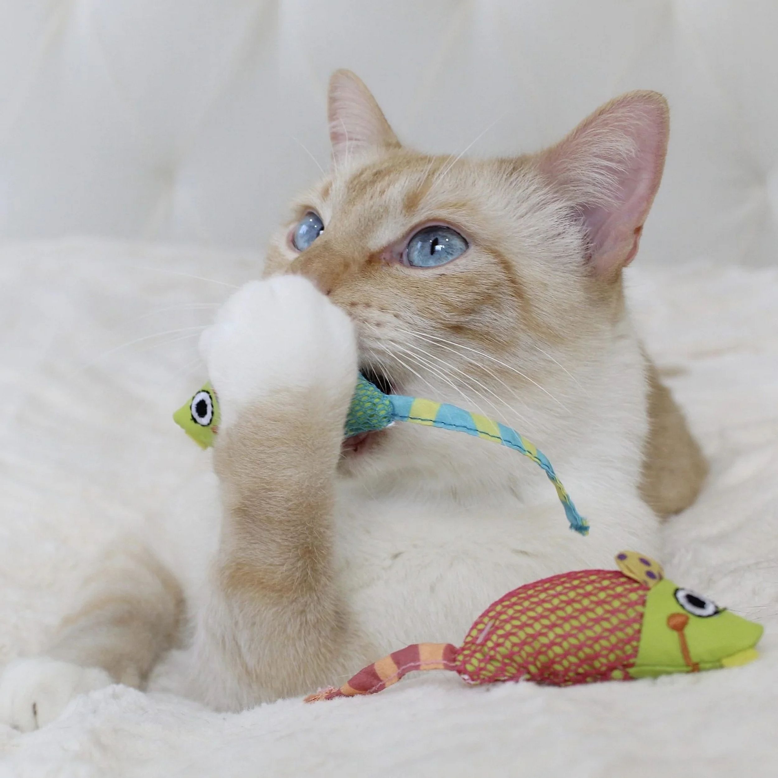 Dier, Kat, Kitten, Zoogdier, Huisdier, Dier, Kat, Kitten, Zoogdier, Huisdier, Dier, Kat, Kitten, Zoogdier, Huisdier, Dier, Kat, Kitten, Zoogdier, Huisdier