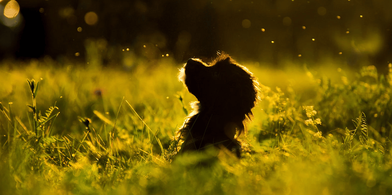 Grasaar bij hond en kat: klein zaadje, groot probleem