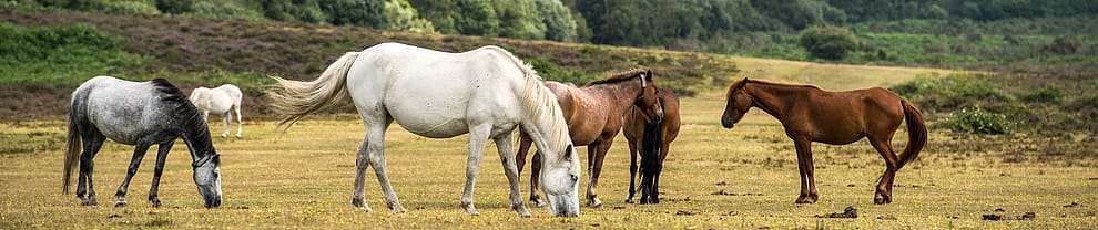 Dodelijk Jacobskruiskruid voor paarden