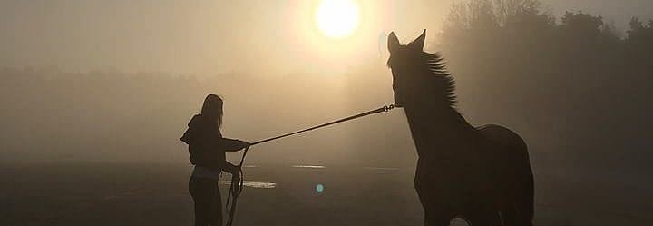 Luchtweginfecties paard