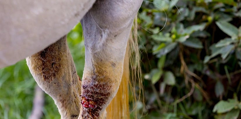 Wond- en huidverzorging paard: zo doet u dat veilig