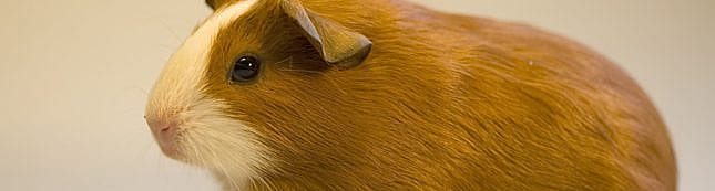 Gebitsproblemen cavia