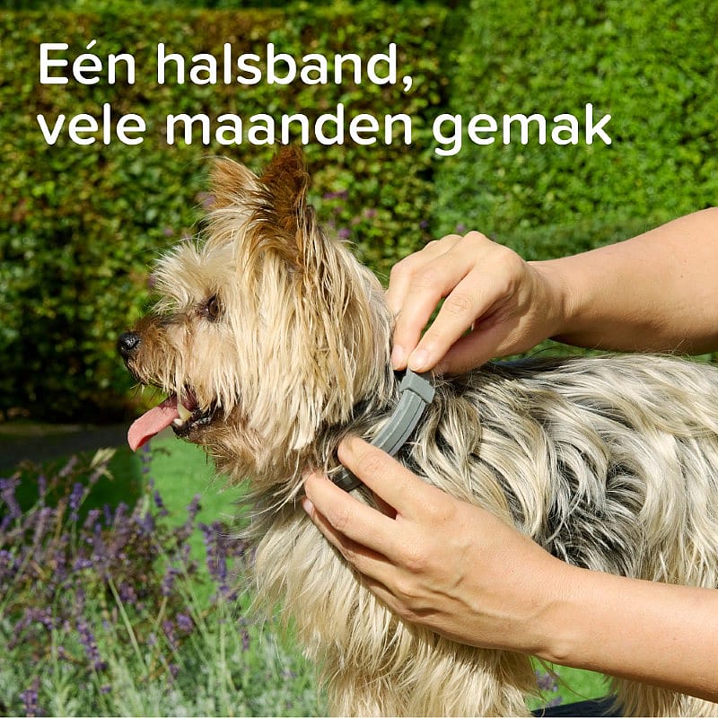 hond, halsband, grijs, hondensnor, tuig