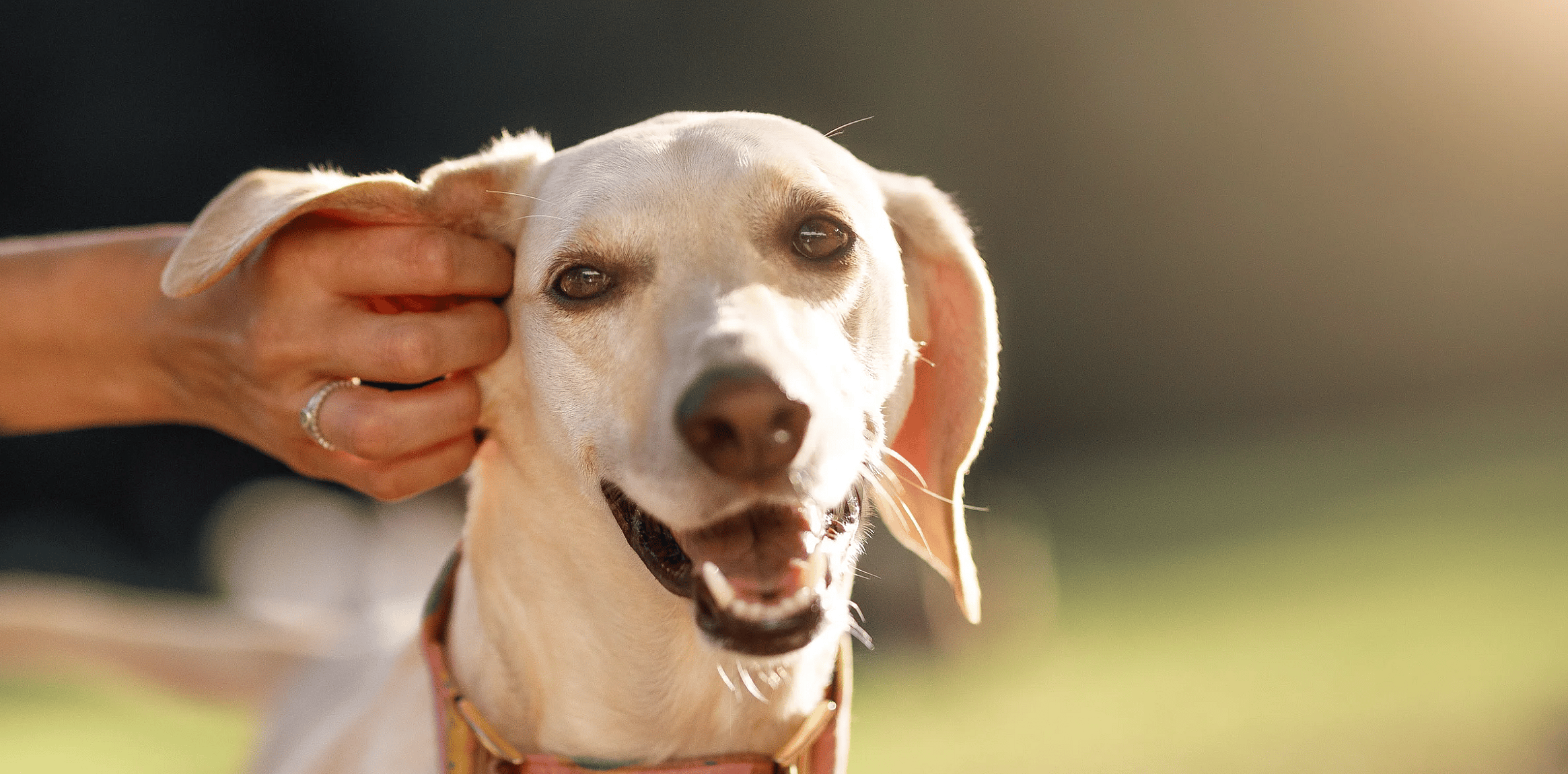 Wat is een gistoorontsteking bij honden?