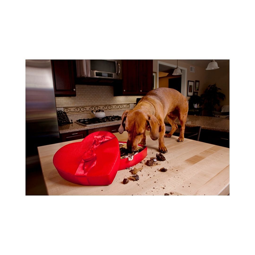 Chocolade gif voor de hond