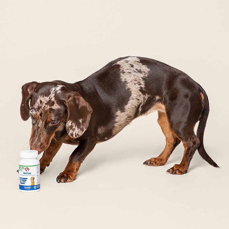 Sectolin Nervo Hond 100 tabletten