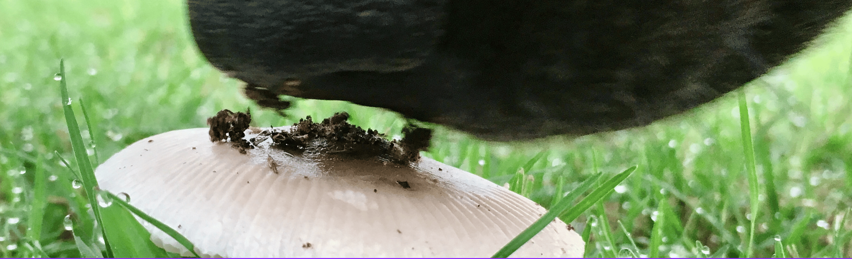 Paddenstoelen-hond-kat-paard-gevaar-giftig