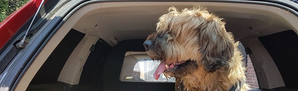 Reisziekte hond