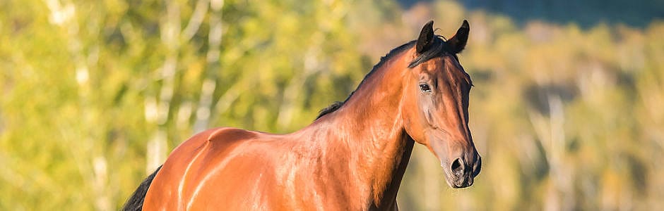 Maagzweer paard