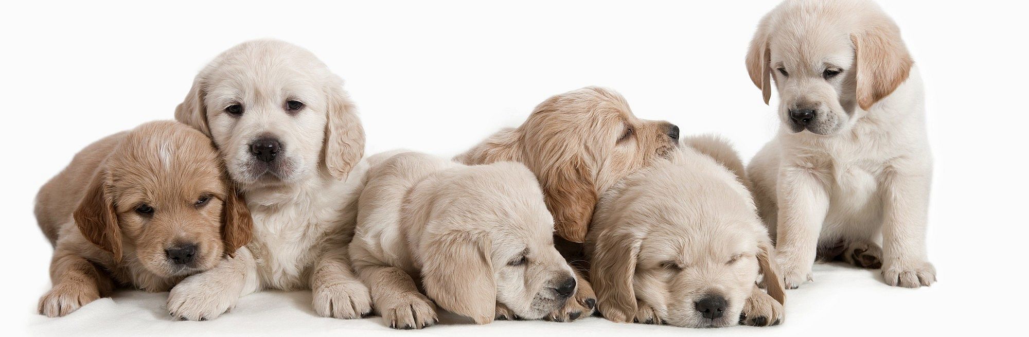 Verzorging pups na de geboorte