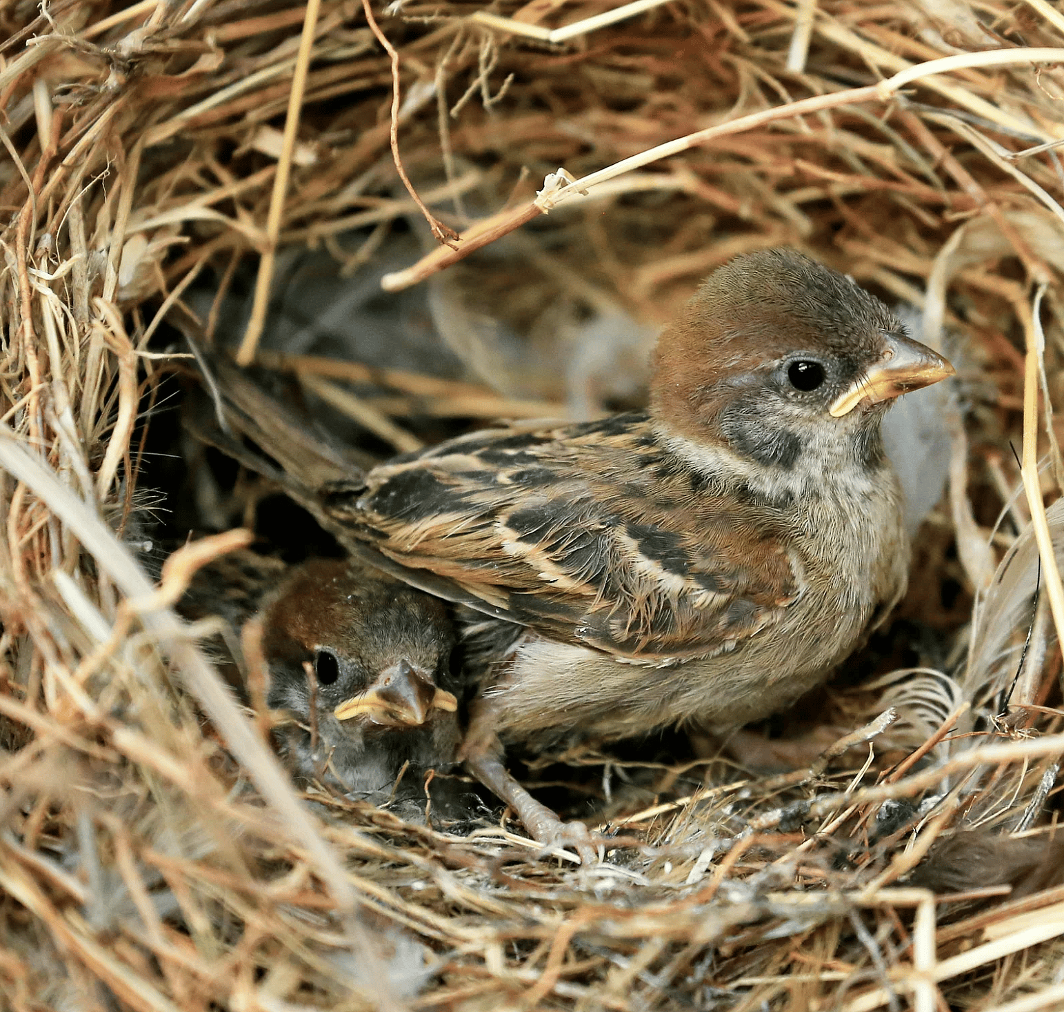 Jong vogeltje gevonden? Dit kunt u doen.