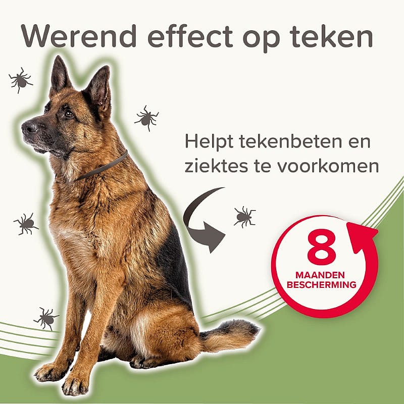 hond, hond, dog, beschermer, 8 maanden