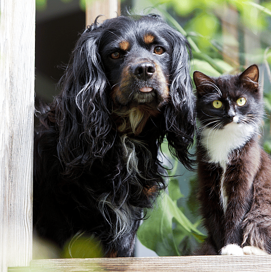 Weerstand-dieren