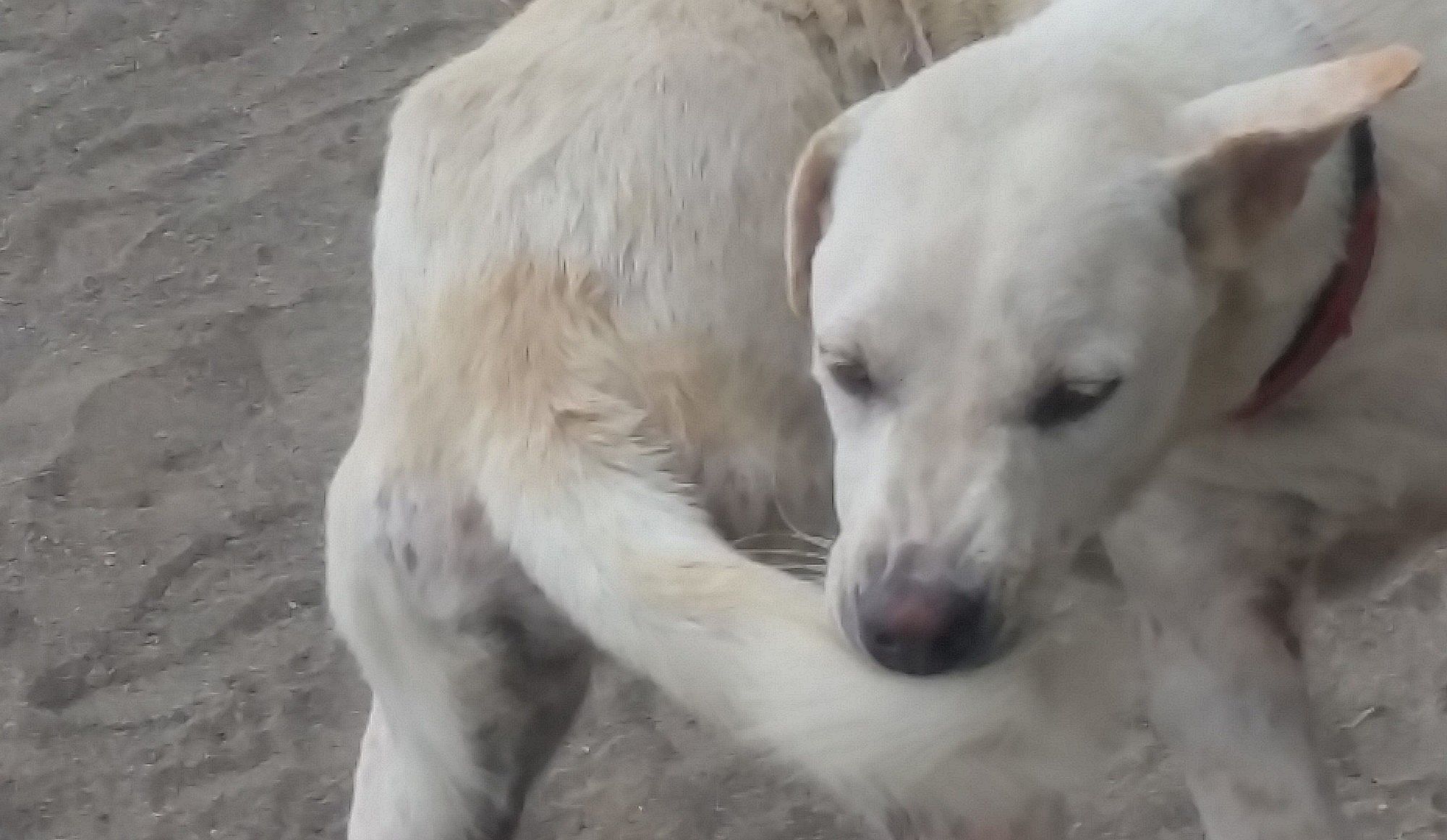 Demodex (puppy schurft) bij de hond