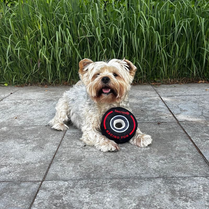 Beeztees Racebanden Pluche Hond