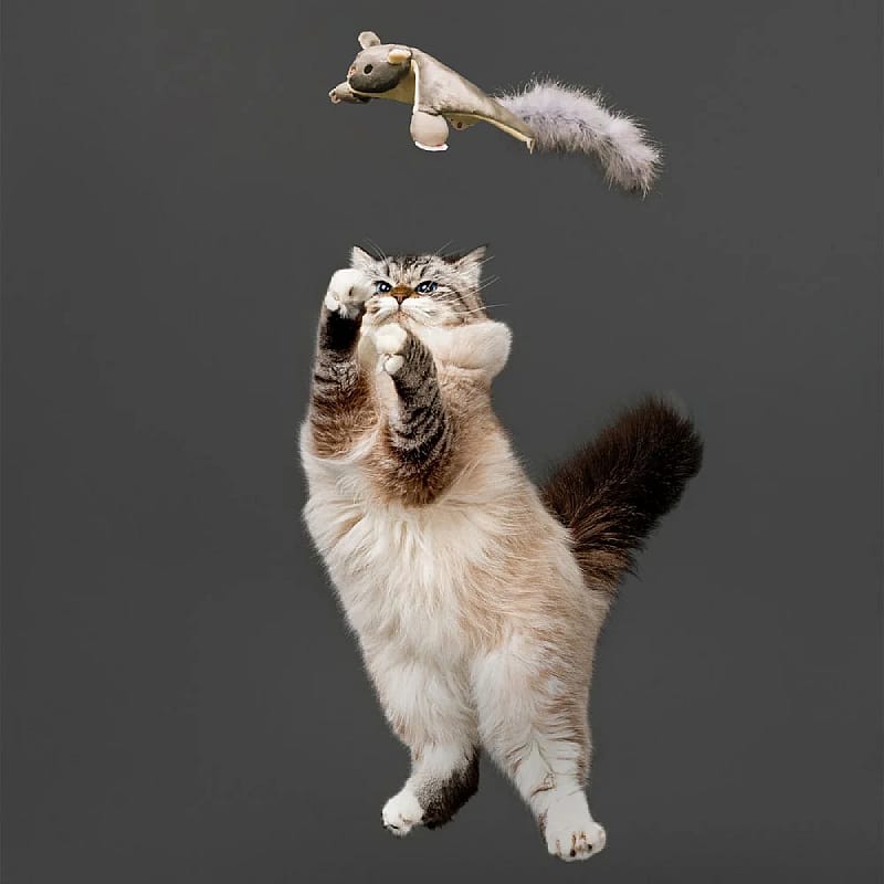 kat, kattenbaar, vacht, tijgerkat, speelgoedmuis
