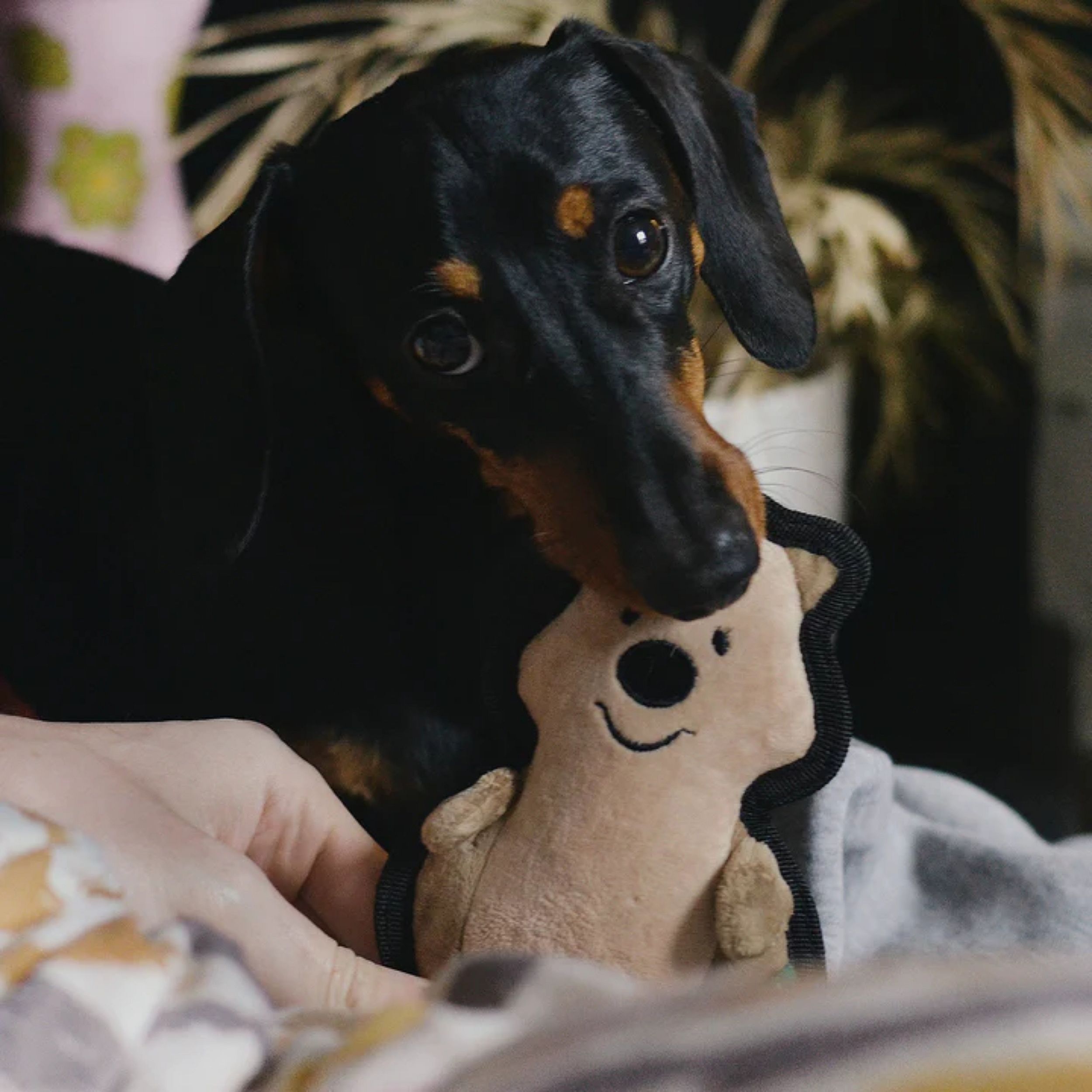dotti, dobbel-oog hond, knuffel, knuffeldier, pet toy