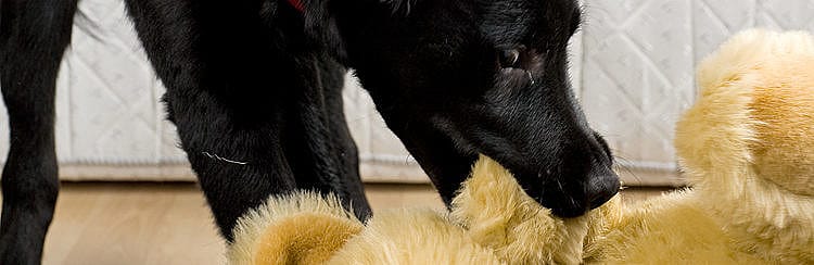 Spierpijn bij hond, kat en paard