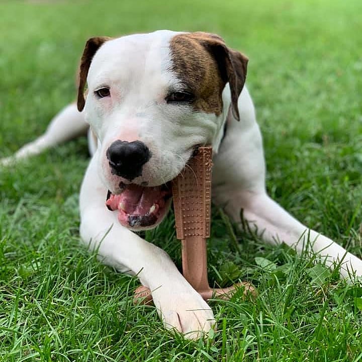 Spot Naturals Bam-Bones Plus Easy Grip Kauwspeeltje Hond