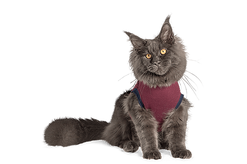 Jacketz Medical Body Suit voor Katten Maat XXX-Small
