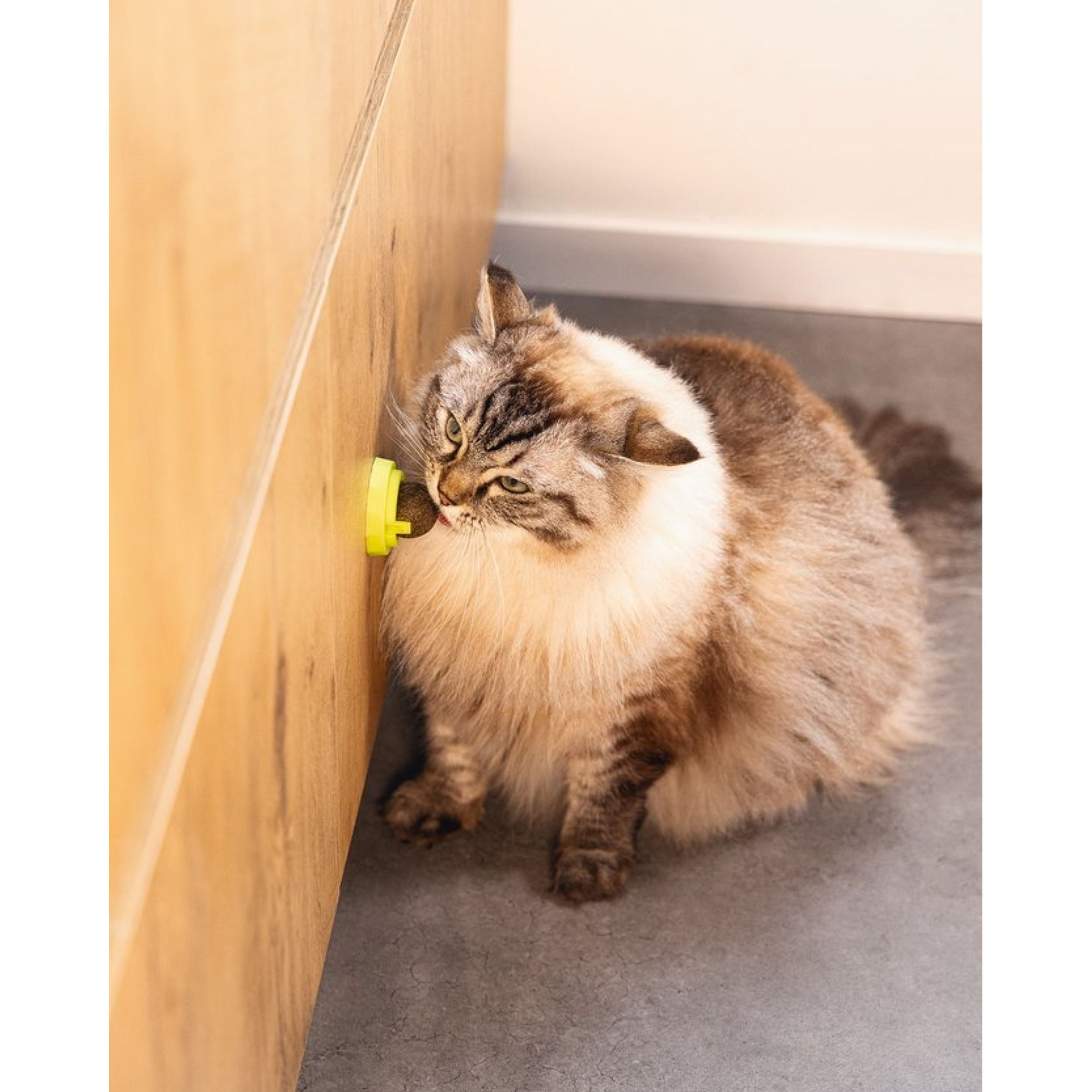 kat, kattenvoer, kattenspeelgoed, vloeiende snack, koppelplaatje