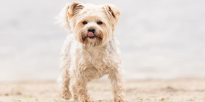Kunnen honden lachen?