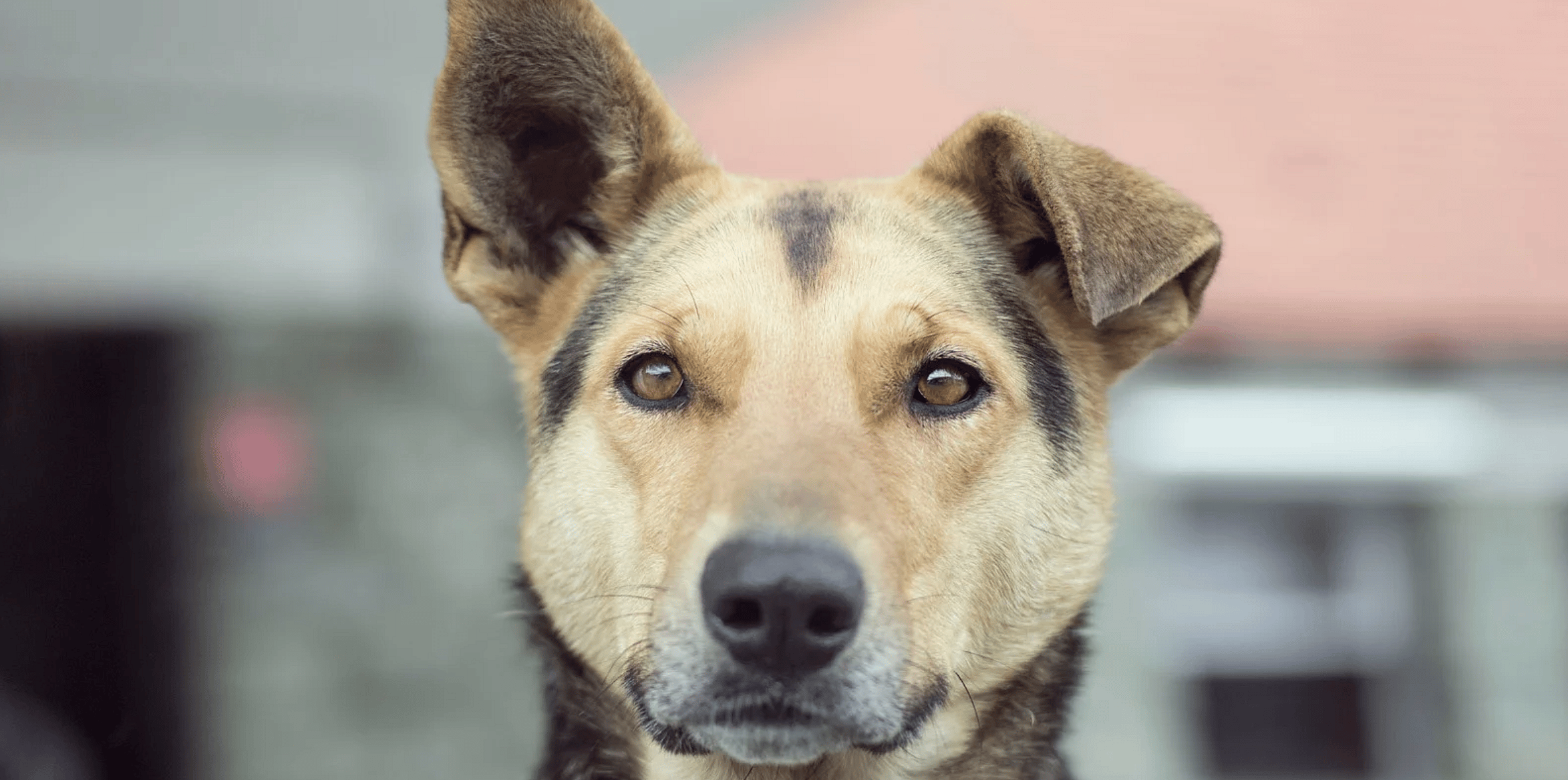 Als uw hond pijn heeft maar het niet laat merken
