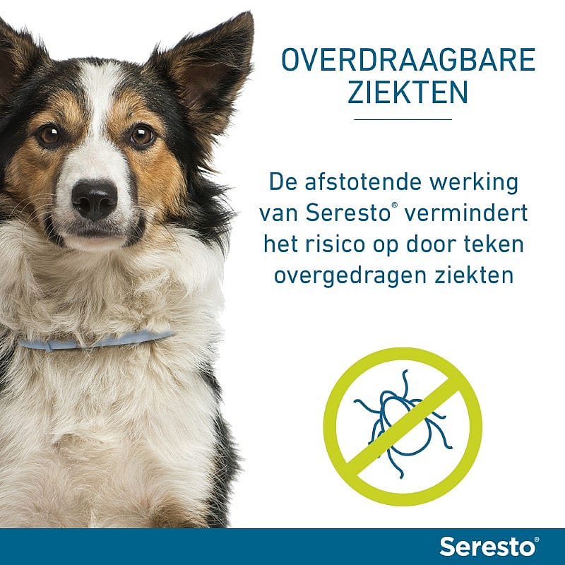 dog, collie, collie mix, pet, no ticks