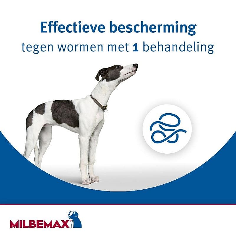 hond, wit met zwarte vlekken, hondenhalsband, cirkellogo, logo Milbemax, hondenvoer, ant worm, 1 behandeling, antiparasitair, milbemax