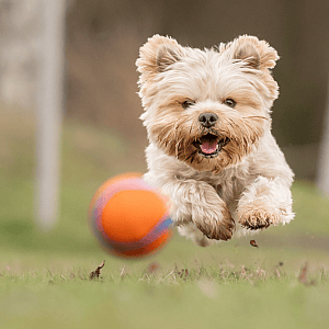 Voetbal, Hond, Huisdier, Puppy, Gras