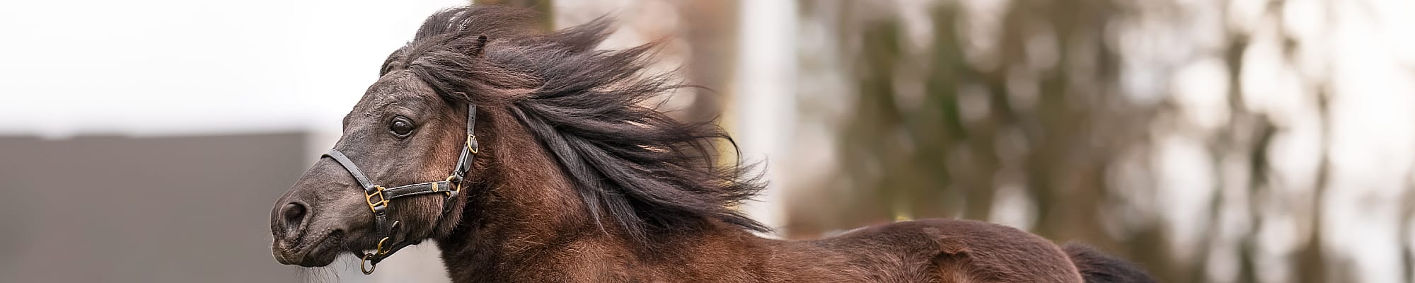 Dier, Colt Horse, Paard, Zoogdier