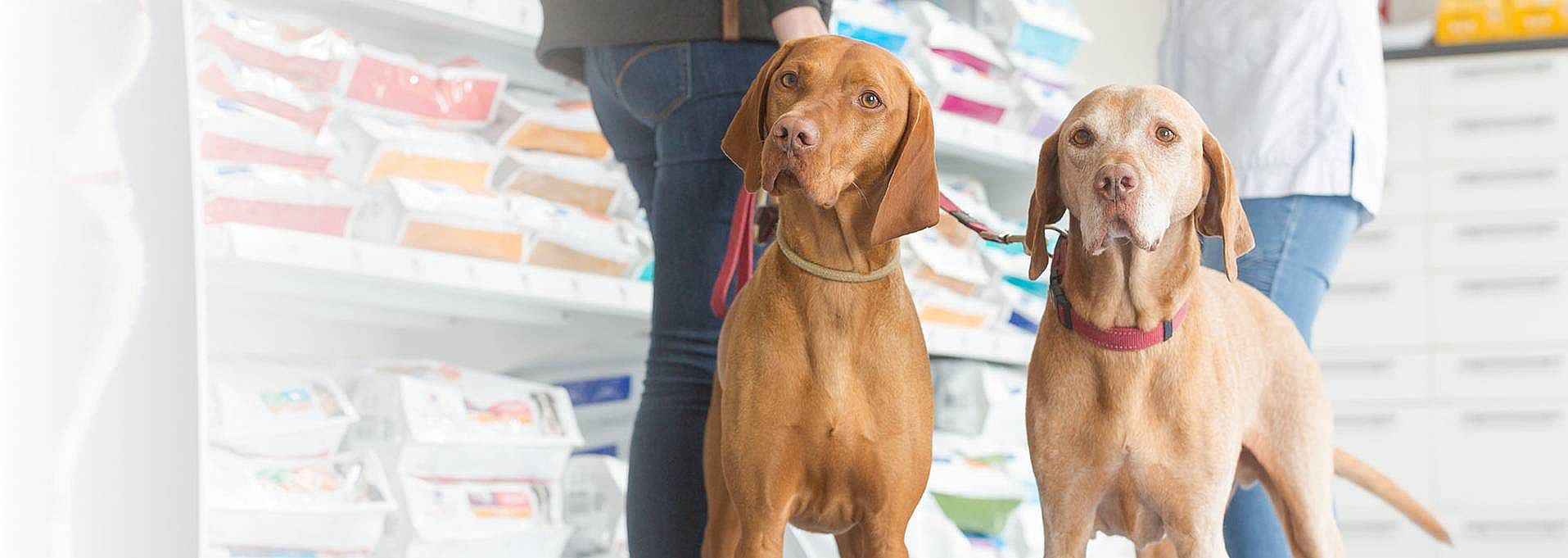 Wat, wanneer en hoeveel voer ik mijn kat en hond?